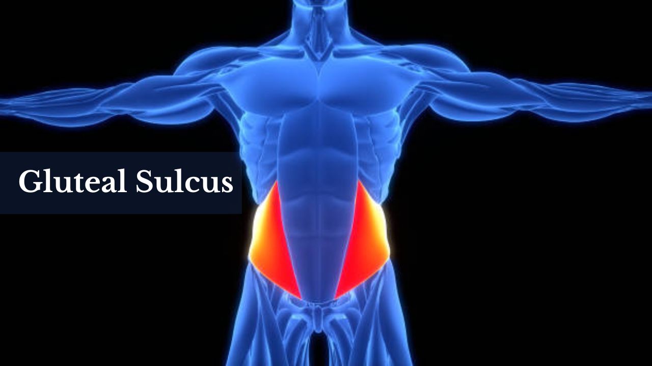 "Anatomical structure of the gluteal sulcus, highlighting its location and function."